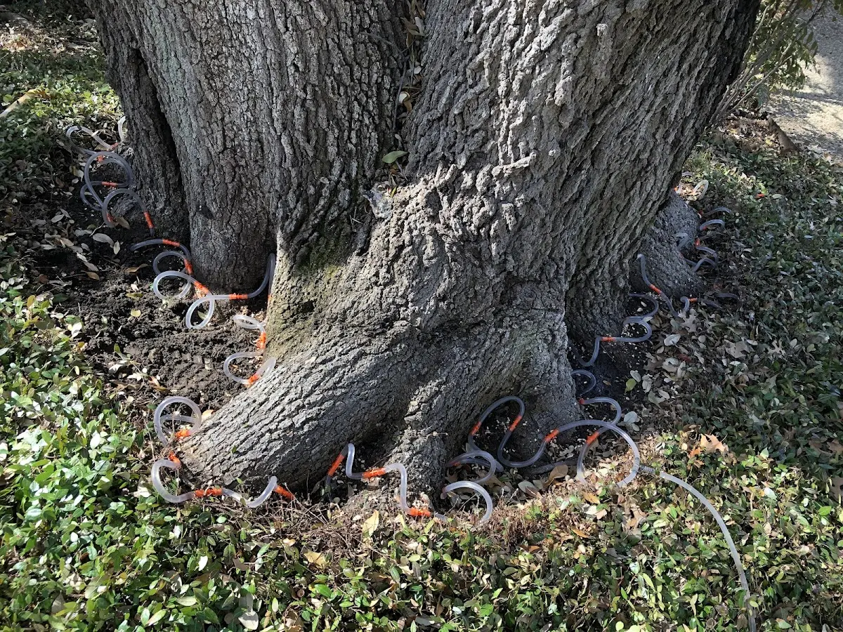 Detailed Shrub and Hedge Trimming job site in Garner