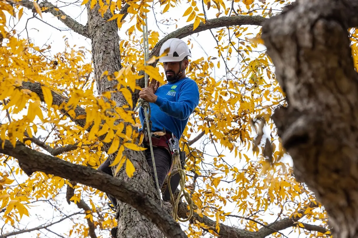 Skilled Tree Transplanting crew working in Garner